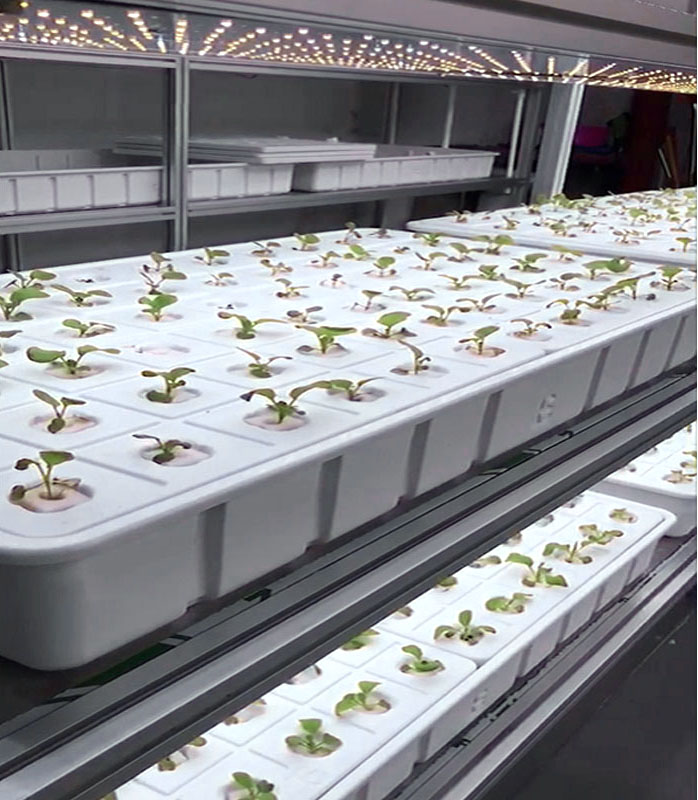 ���������P(p��n)